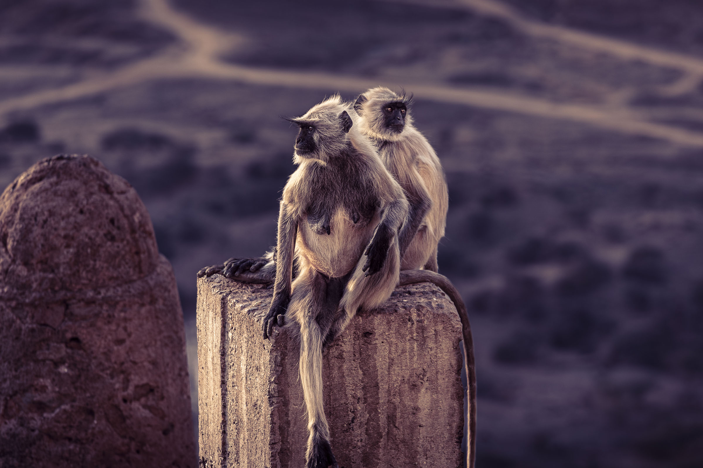 Pushkar, India, 2022